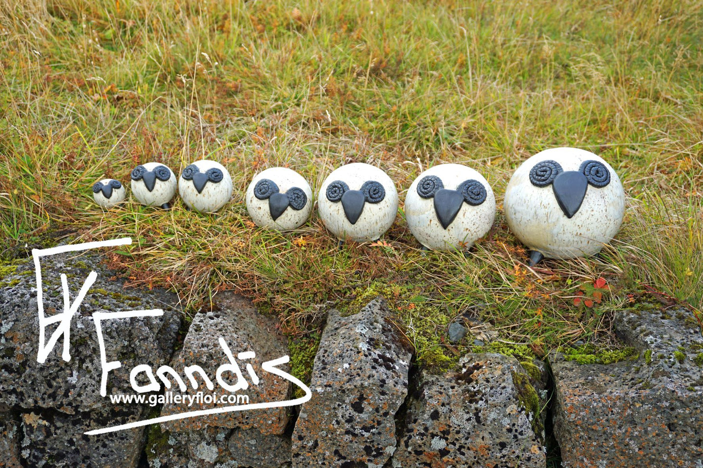 Flóa Kindur / Flói Sheep