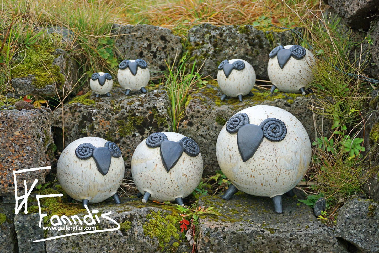 Flóa Kindur / Flói Sheep